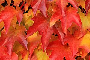 Autumn Pool Area Maintenance