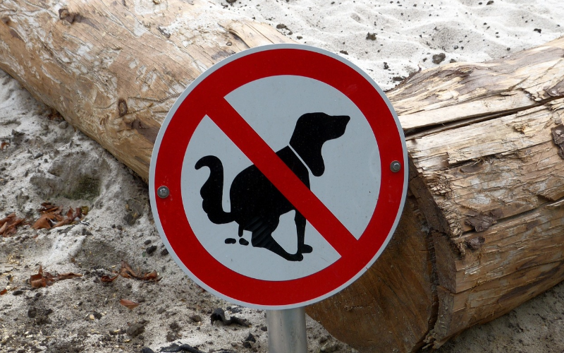 hiring the best poop scooper