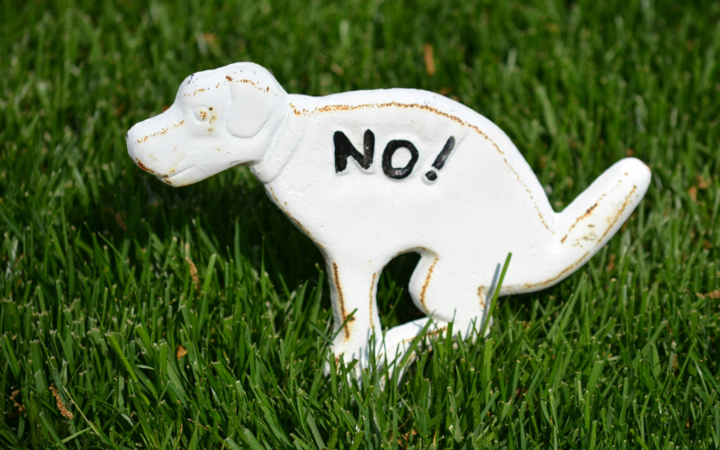 Top Tips for Hiring a Poop Scooper: Avoid Common Pitfalls!